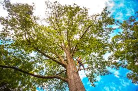 Best Tree Maintenance Programs  in West Salem, OH