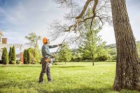 Best Tree Disease Treatment  in West Salem, OH