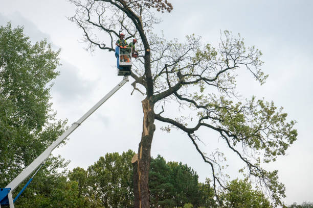 Best Arborist Consultation Services  in West Salem, OH