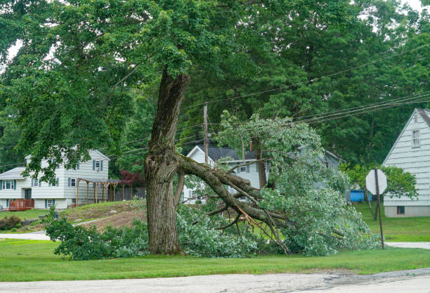 West Salem, OH Tree Services Company