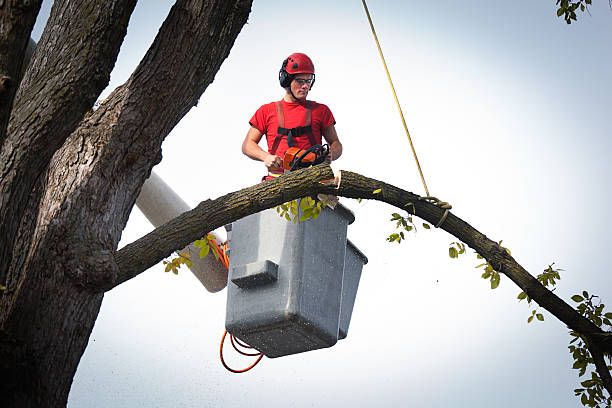 Best Tree Trimming and Pruning  in West Salem, OH