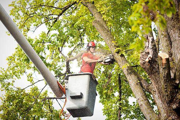 Best Fruit Tree Pruning  in West Salem, OH